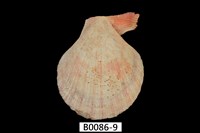 藏品(多彩海扇蛤(秀美海扇蛤))的圖片